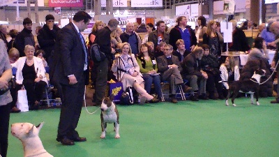 Head Full - CRUFTS 2010