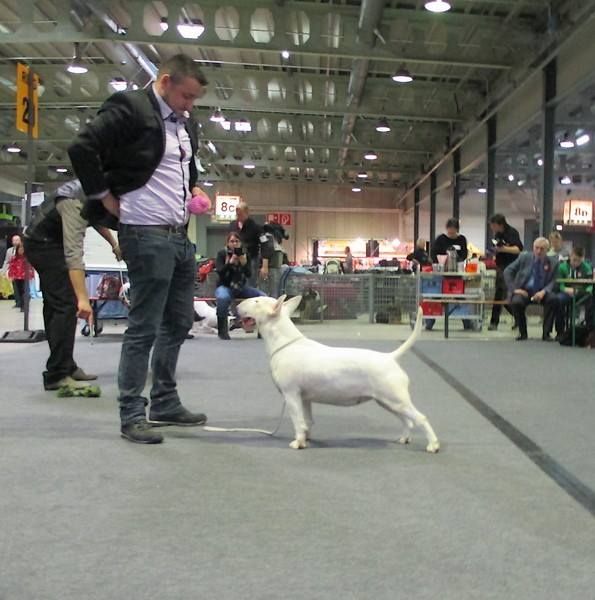 Head Full -  LUXEMBOURG DOG SHOW