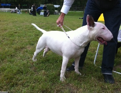 Head Full - Jeune Champion de Suisse