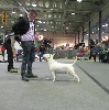  -  LUXEMBOURG DOG SHOW