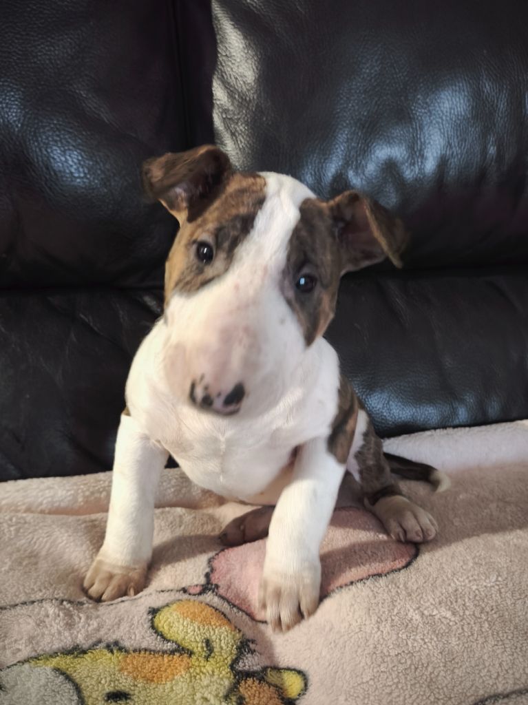 Head Full - Chiot disponible  - Bull Terrier