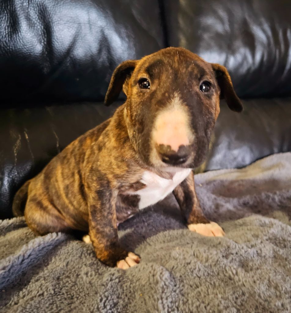 Head Full - Chiot disponible  - Bull Terrier