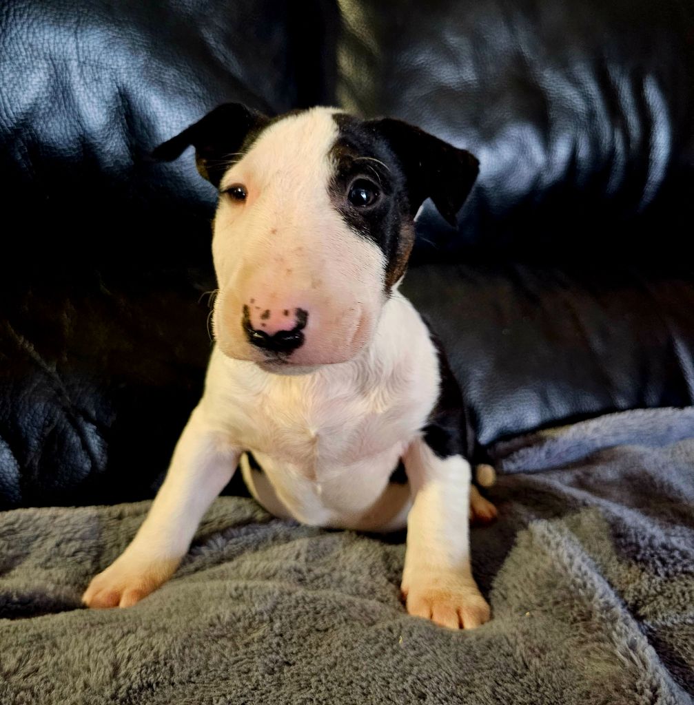 Head Full - Chiot disponible  - Bull Terrier