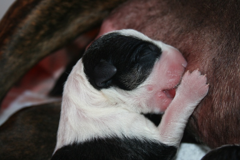 Head Full - Bull Terrier - Portée née le 07/08/2013