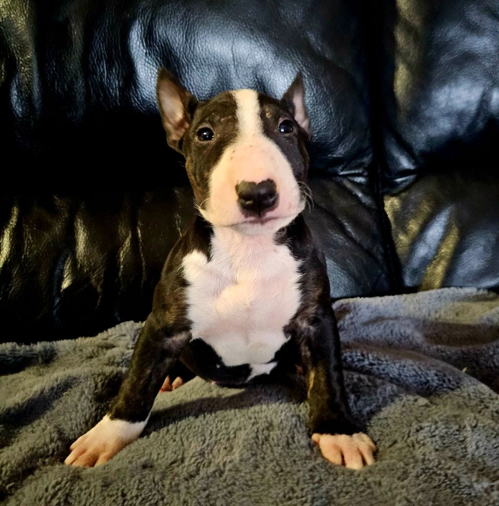 Head Full - Chiot disponible  - Bull Terrier