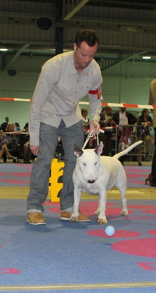 Head Full - Bull Terrier - Portée née le 14/06/2012