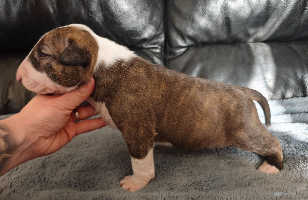 chiot Bull Terrier Head Full