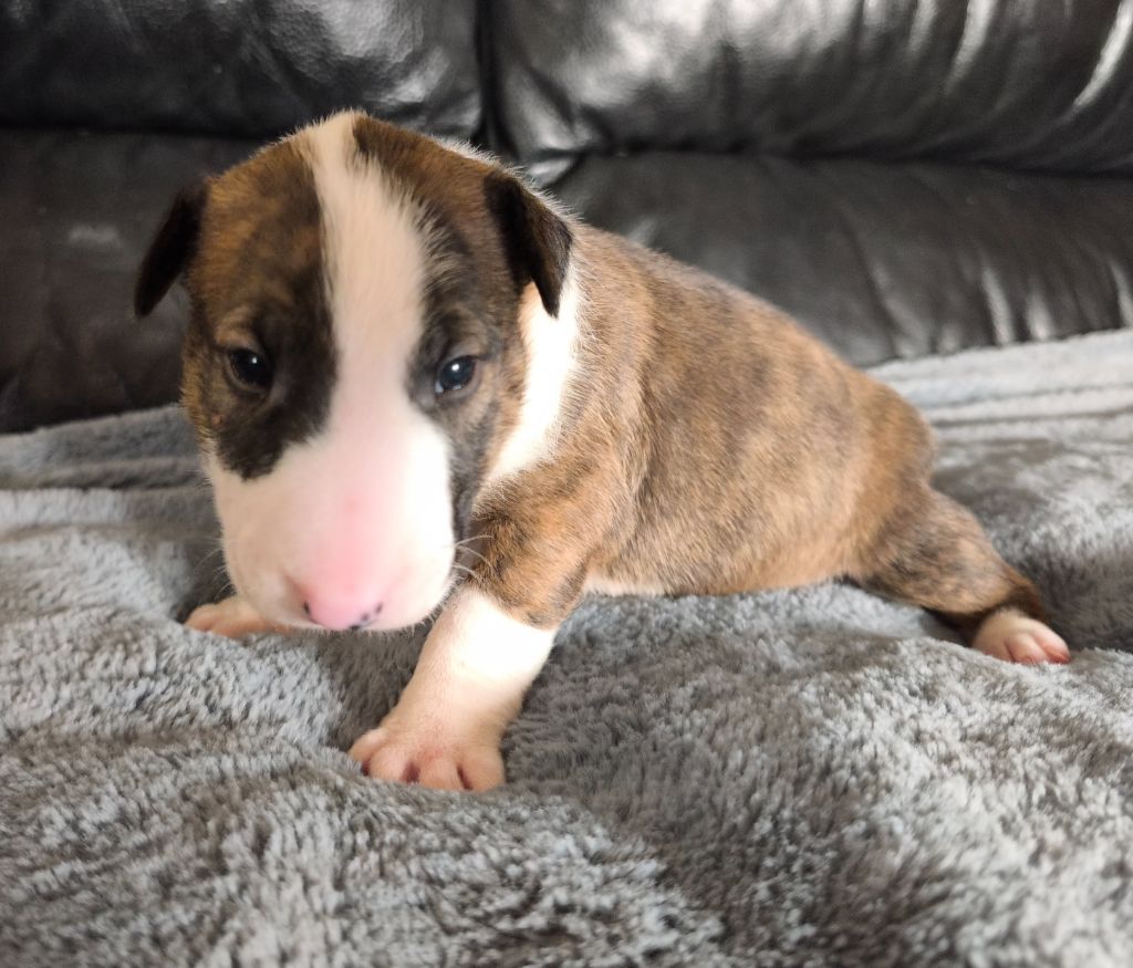 Head Full - Chiot disponible  - Bull Terrier