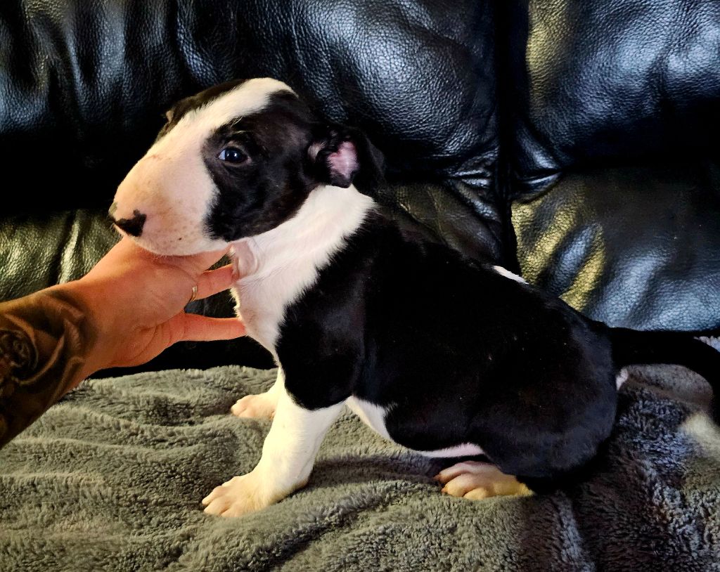 Head Full - Chiot disponible  - Bull Terrier