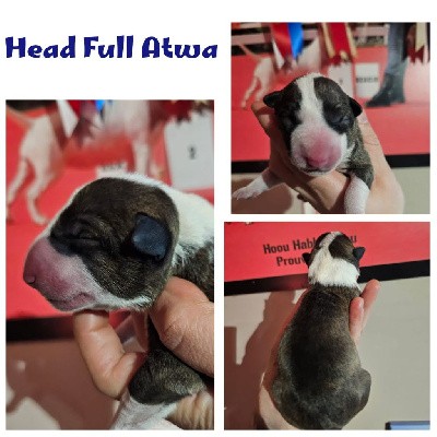 HEAD FULL ATWA