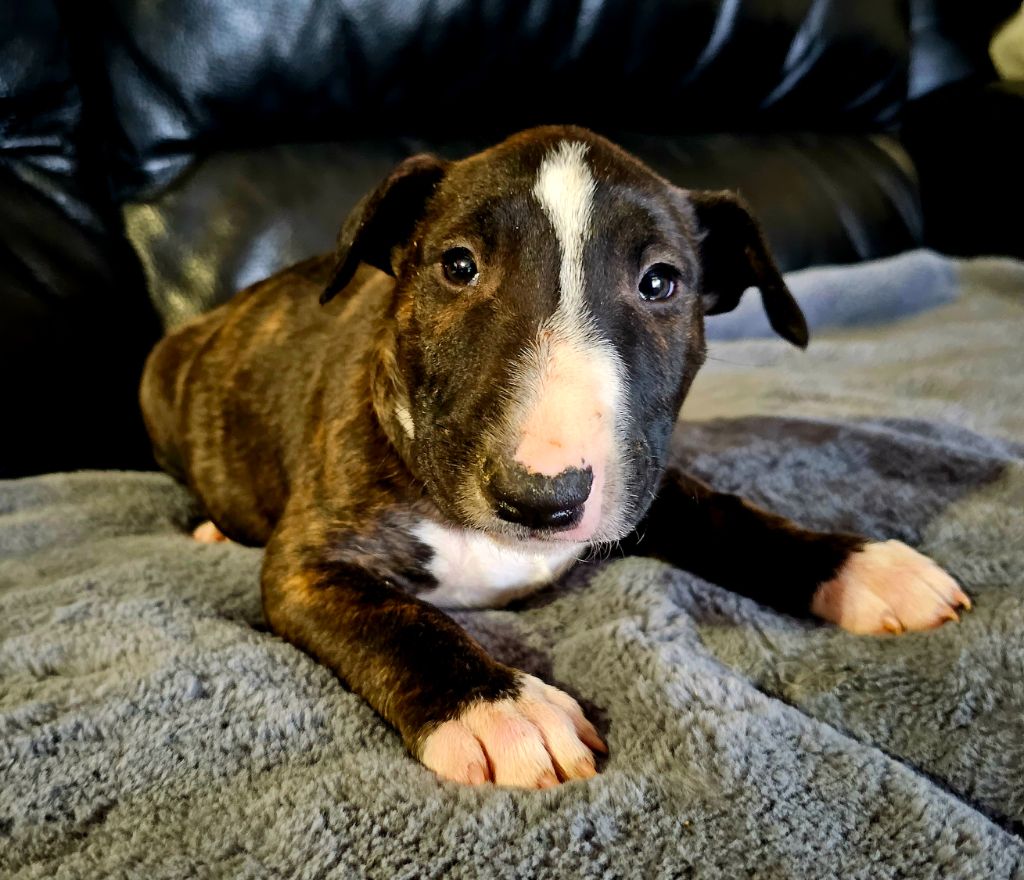 Head Full - Chiot disponible  - Bull Terrier