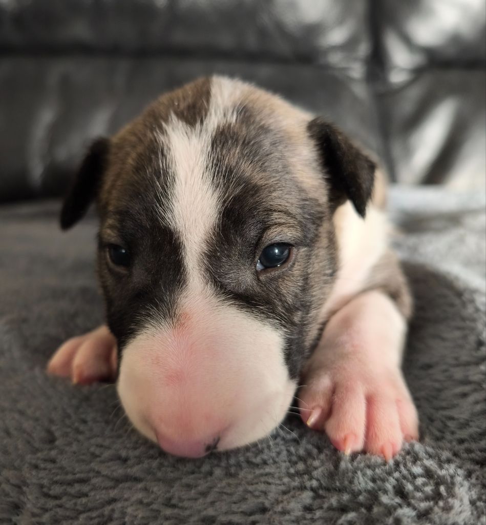 Head Full - Chiot disponible  - Bull Terrier