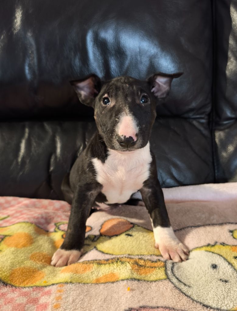 Head Full - Chiot disponible  - Bull Terrier