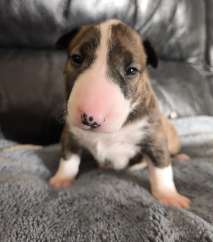 Head Full - Chiot disponible  - Bull Terrier