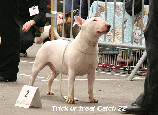 Trick or treat Catch22