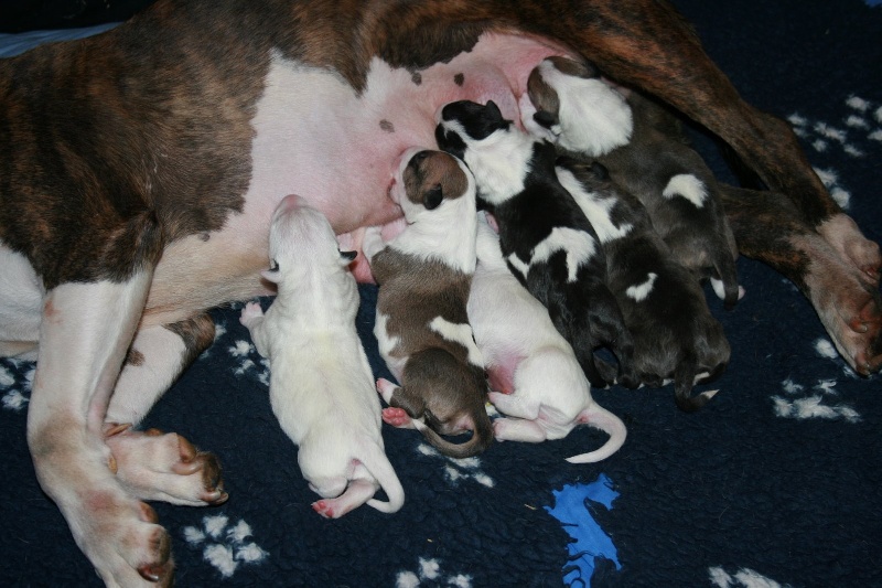 Pups Prudence x Remus
