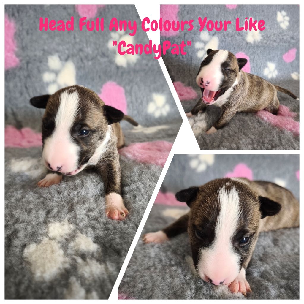 Head Full - Chiots disponibles - Bull Terrier Miniature