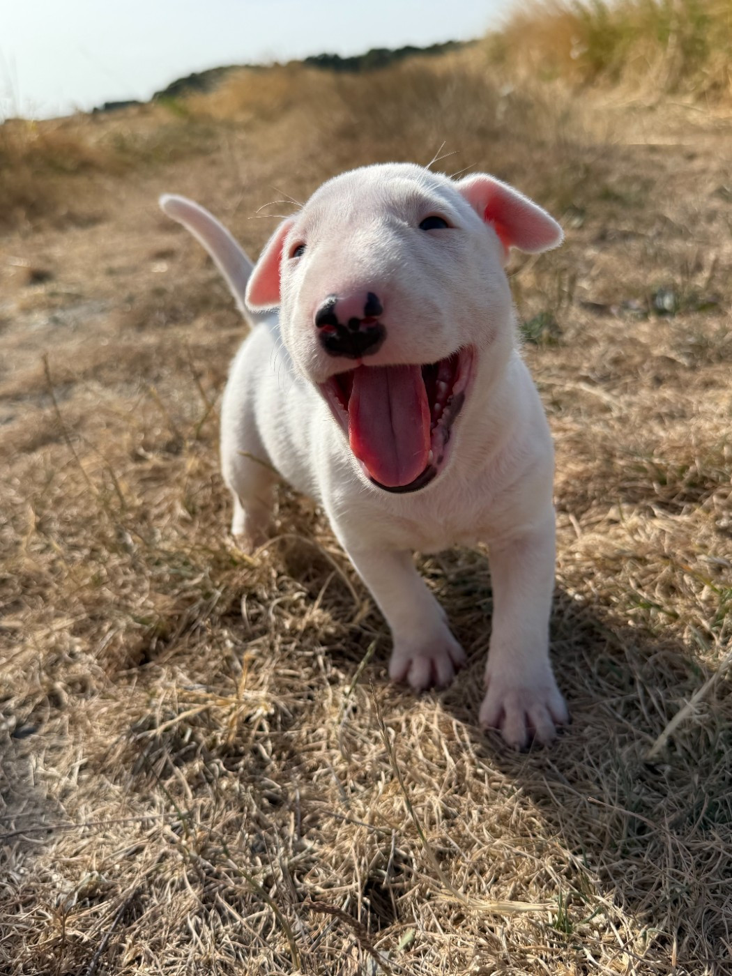 Head Full - Chiots disponibles - Bull Terrier