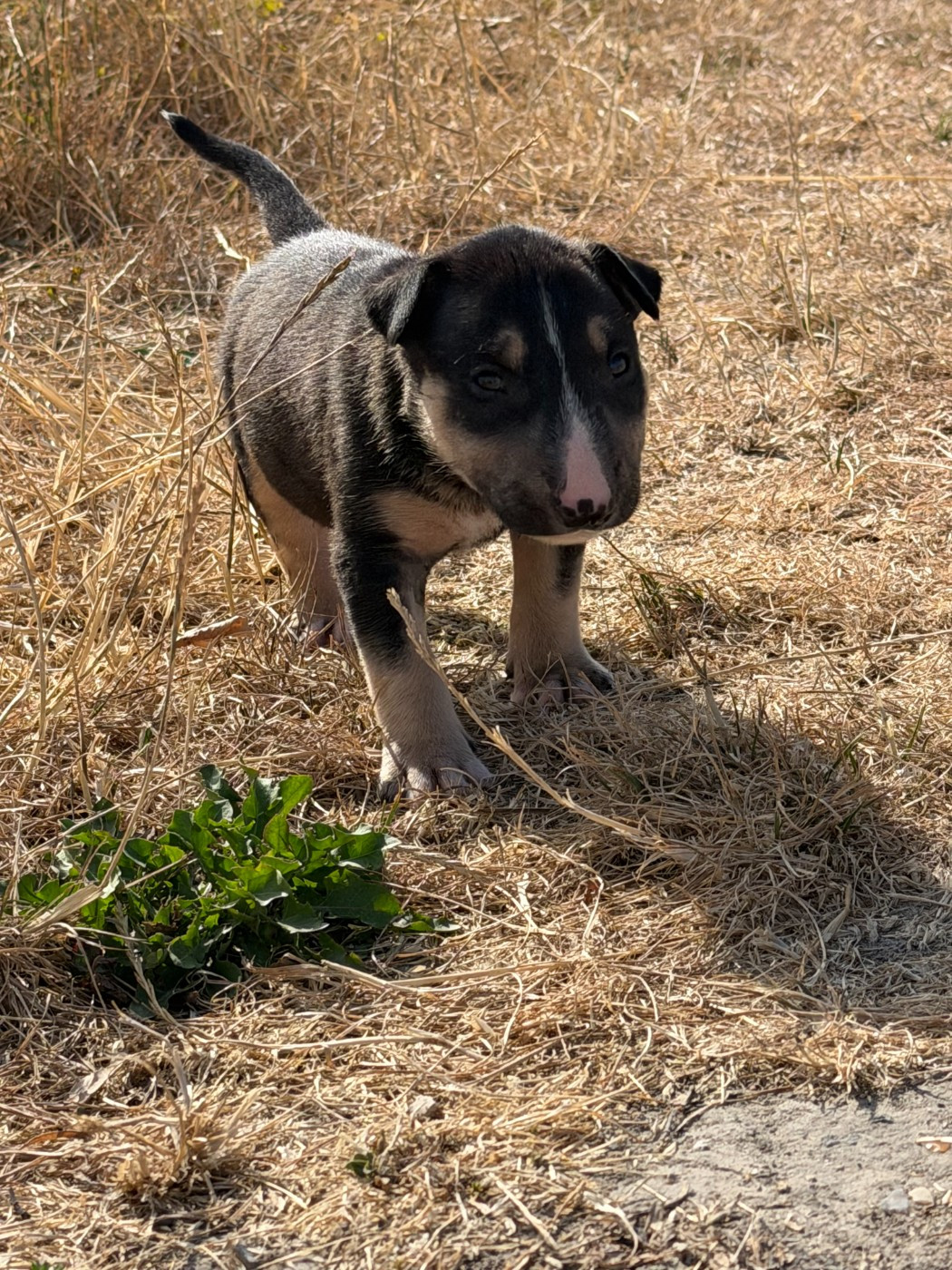 Head Full - Chiots disponibles - Bull Terrier