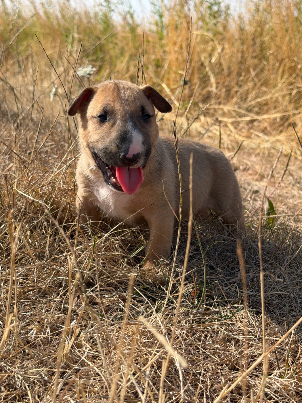 Head Full - Chiots disponibles - Bull Terrier