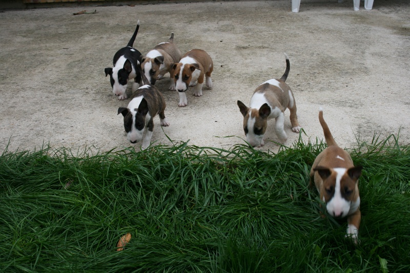 Head Full - Bull Terrier - Portée née le 27/06/2011
