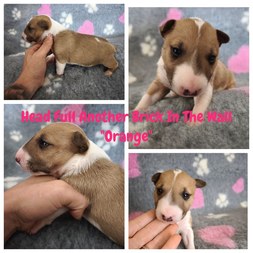 Head Full - Chiots disponibles - Bull Terrier Miniature