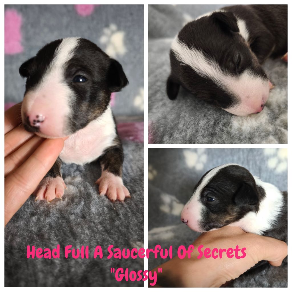 Head Full - Chiots disponibles - Bull Terrier Miniature