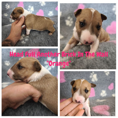 CHIOT 2