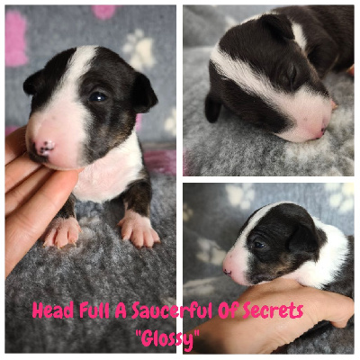 CHIOT 4