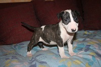 CHIOT