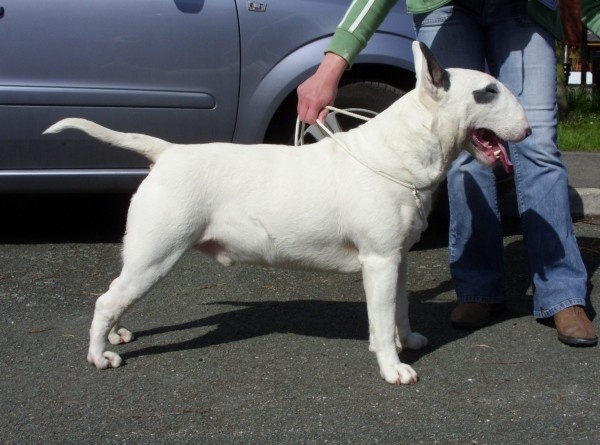 Head Full - Bull Terrier - Portée née le 05/12/2011