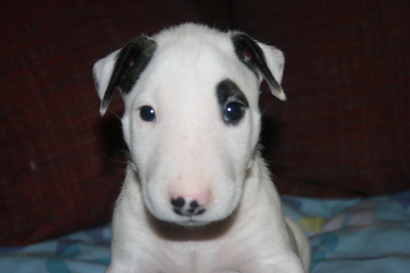 Head Full - Bull Terrier - Portée née le 27/09/2013